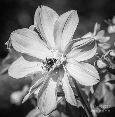 From The Kitchen - Bee on Cosmos Flower in Black and White by Rita Kapitulski