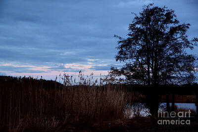 Woodland Animals - Before sunrise 2 by Esko Lindell