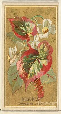 Parks - Begonia Begonia Rex from the Flowers series for Old Judge Cigarettes by Shop Ability