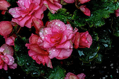 Classic Typewriters - Begonias and Raindrops by Robert Ullmann