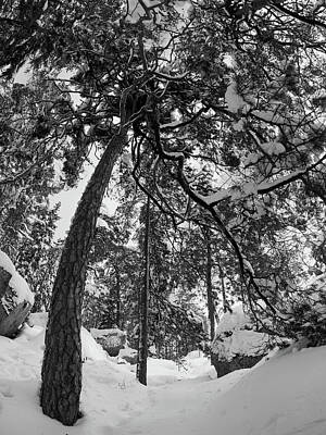 Jouko Lehto Royalty Free Images - Bending with snow bw Royalty-Free Image by Jouko Lehto