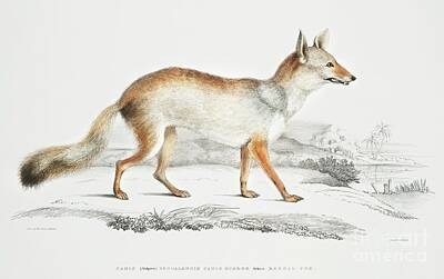 Kitchen Vintage Signs - Bengal Fox Vulpes Bengalensis from Illustrations of Indian zoology 1830-1834 by John Edward Gray by Shop Ability
