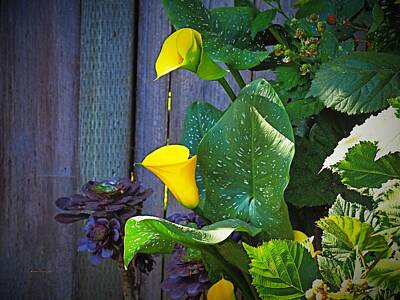 Its A Piece Of Cake - Berries Calla Lily and Succulent by Richard Thomas
