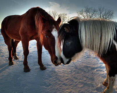 Animals Photos - Best Friends - two horses showing each other some affection in winter sunset by Peter Herman