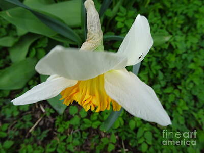 Typography Tees - Bi-color Daffodil in lawn by GJ Glorijean