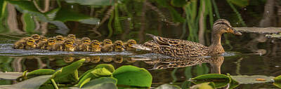 Abstract Stripe Patterns - Big Family of Ducks by Marv Vandehey