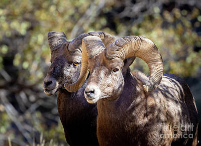 Steven Krull Royalty-Free and Rights-Managed Images - Bighorn Buds by Steven Krull