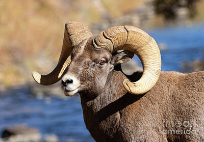 Steven Krull Royalty-Free and Rights-Managed Images - Bighorn Sheep Profile by the River by Steven Krull