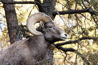 Abstract Ink Paintings In Color - Bighorn Sheep Ram Poses in the Forest by Tony Hake