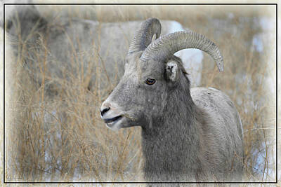 Bird Photography - Bighorned Sheep Ram by Will Wagner