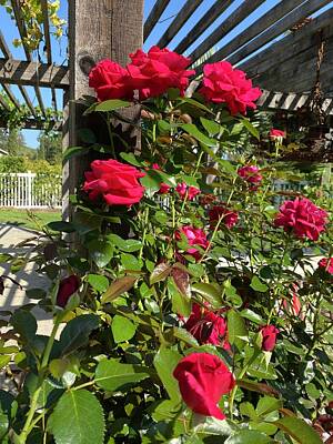 Roses Photo Royalty Free Images - Billowing Bush Royalty-Free Image by Rose Mulroney