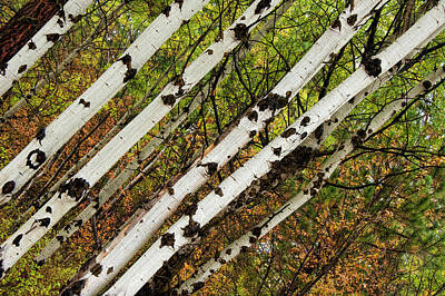 Moody Trees - Birch Angle by Pamela Dunn-Parrish