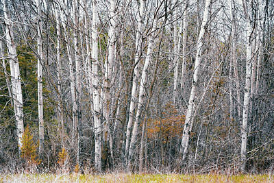 Modigliani - Birch Grove by Scott Norris