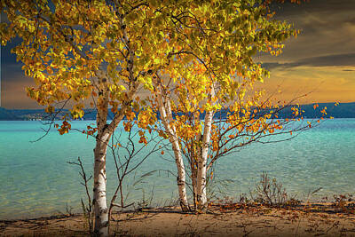 Randall Nyhof Royalty Free Images - Birch Trees at Sunset on the shore of Crystal Lake Royalty-Free Image by Randall Nyhof