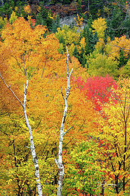 Dan Beauvais Royalty-Free and Rights-Managed Images - Birches #2674 by Dan Beauvais