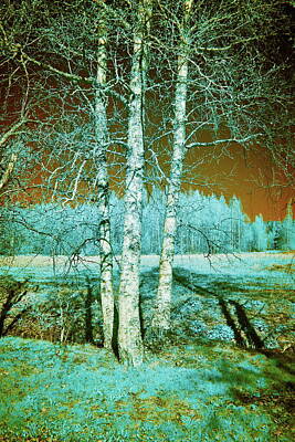 Modern Man Famous Athletes - Birches birches. Infrared photography by Jouko Lehto
