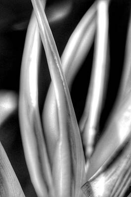 Animals Photos - Bird of paradise flower - black and white by Marianna Mills