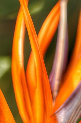 Animals Royalty-Free and Rights-Managed Images - Bird of paradise flower by Marianna Mills
