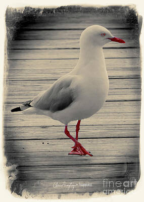Chris Walter Rock N Roll Royalty Free Images - Bird on a Boardwalk Royalty-Free Image by Chris Armytage