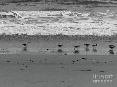 Childrens Rooms - Birds at the Beach BW by Connie Sloan