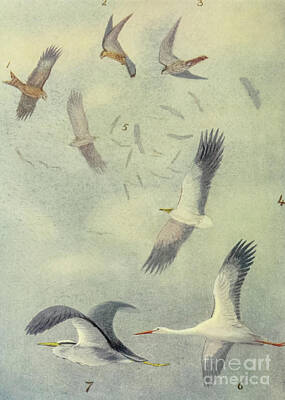 Animals Drawings - Birds in Mid-air l3 by Historic Illustrations