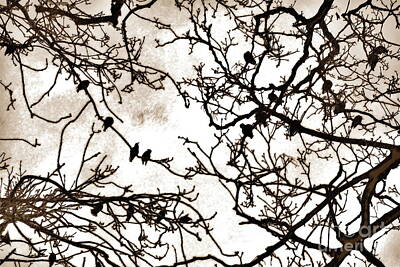 Animals Photos - Birds in winter branches, York, pencil sketch effect by Paul Boizot