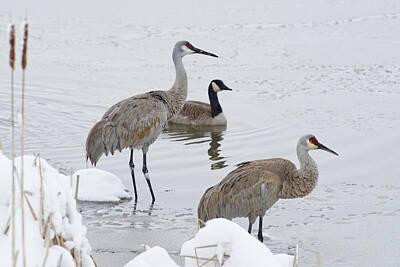 Animals Photos - Birds of a Feather? - pair of sandhill cranes and a goose in snowy Wisconsin spring pond by Peter Herman