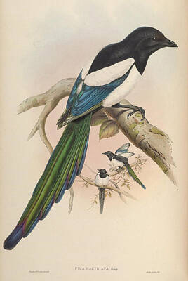 Whats Your Sign Royalty Free Images - Birds of Asia 1850 1883 by John Gould  049 Royalty-Free Image by Artistic Rifki
