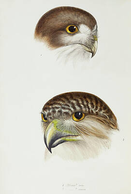 Animals Paintings -  Birds of Australia  by John Gould