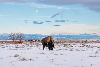 Animals Royalty-Free and Rights-Managed Images - Bison bull and the setting full wolf moon by Tony Hake