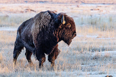 Travel Royalty Free Images - Bison Bull Looks to Sunrise on a Frosty Morning Royalty-Free Image by Tony Hake
