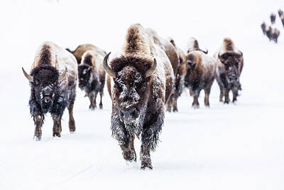 Photo Rights Managed Images - Bison group in the road near Frying Pan Spring Royalty-Free Image by Mango Art