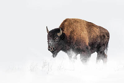 Randall Nyhof Royalty-Free and Rights-Managed Images - Bison Roaming in a White Snowy Landscape by Randall Nyhof