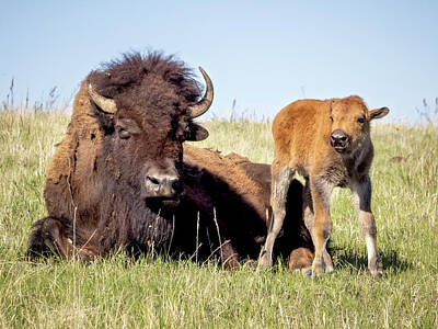 Vintage State Flags - Bison with new calf by Jack Bell