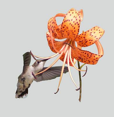 Lilies Digital Art - Bit Of Tiger Lilly by Angela Conklin