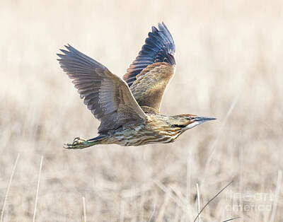 Christmas Typography - Bittern on the Wing by Dennis Hammer