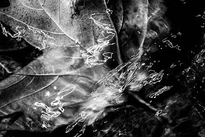 Water Droplets Sharon Johnstone - Black and white abstract art. Leaf on water by Michalakis Ppalis