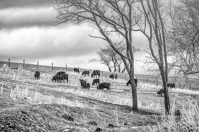 Santas Reindeers Rights Managed Images - Black And White Angus Royalty-Free Image by Jim Love