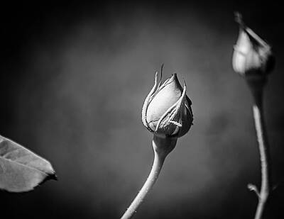 Caravaggio Rights Managed Images - Black and White Closeup Rose  Royalty-Free Image by Lucia Vega