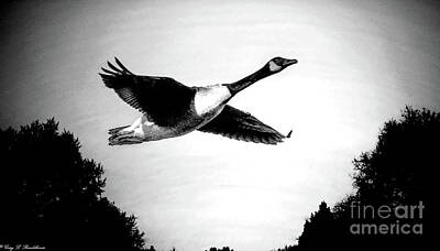 Ocean Diving - Black and White Goose Fly Over Aragon Pond Georgia by Gary Shindelbower