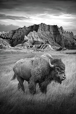 Portraits Photos - Black and White Portrait of a Buffalo by the Badlands by Randall Nyhof