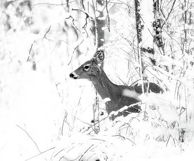 Modern Man Air Travel - Black And White Winter Deer by Dan Sproul