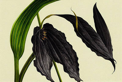 Old Masters - Black Bat Flower Tacca chantrieri botanical illustrat cc5fd30f  e75043  64533645  a2e3  bbc55572bea9 by Timeless Images Archive