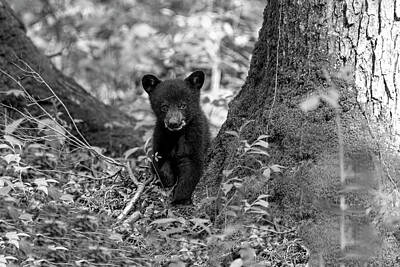Just Desserts Rights Managed Images - Black bear cub among the trees in the forest  BW Royalty-Free Image by Dan Friend