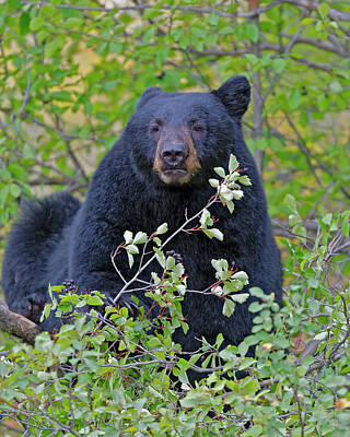 The Bunsen Burner - Black Bear  eating berries by Gary Langley