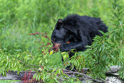 Target Threshold Watercolor Rights Managed Images - Black bear  getting mouthful of berries Royalty-Free Image by Dan Friend