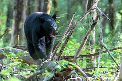 Travel - Black bear walking along log on the forest floor by Dan Friend