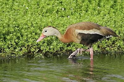 Lori A Cash Royalty-Free and Rights-Managed Images - Black-Bellied Whistling Duck Walking by Lori A Cash