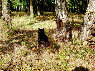 Red White And You Royalty Free Images - Black Cat in the woods Royalty-Free Image by Stephen Farhall