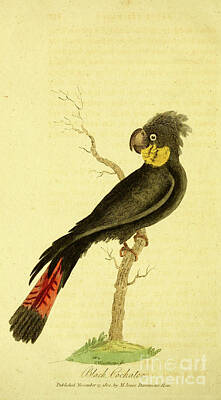 Animals Drawings - Black Cockatoo d2 by Historic Illustrations
